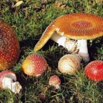 VIDEO | Atenție!Uneori, chiar și ciupercile comestibile, pot da semne toxice VIDEO | Atenție!Uneori, chiar și ciupercile comestibile, pot da semne toxice