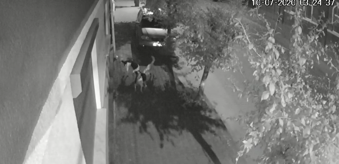 VIDEO | Pisică sfâșiată de o haită de câini pe strada Nicolae Titulescu din Sighetu Marmației