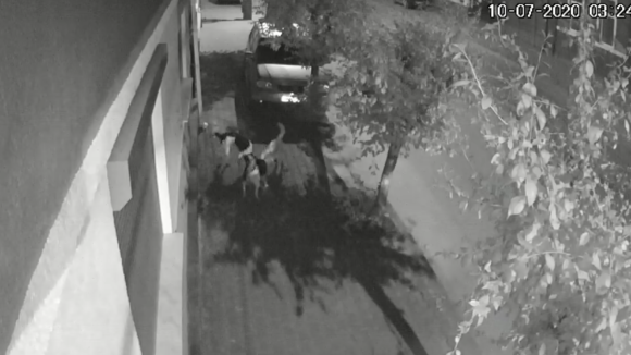 VIDEO | Pisică sfâșiată de o haită de câini pe strada Nicolae Titulescu din Sighetu Marmației VIDEO | Pisică sfâșiată de o haită de câini pe strada Nicolae Titulescu din Sighetu Marmației
