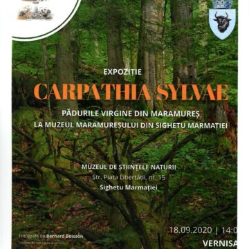 VIDEO |  Vernisaj la Muzeul Maramureșan – expoziția – ”CARPATHIA SYLVAE. Pădurile virgine din Maramureș”