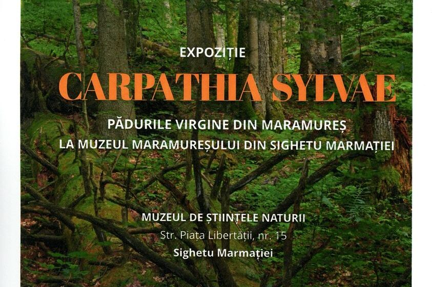 VIDEO |  Vernisaj la Muzeul Maramureșan – expoziția – ”CARPATHIA SYLVAE. Pădurile virgine din Maramureș”