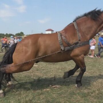 VIDEO | Mai puține cazuri de infecție cu anemie ecvină se înregistrează în acest an, în Maramureș