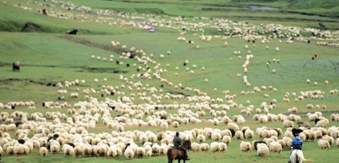 VIDEO | Compensații financaire pentru crescătorii de animale