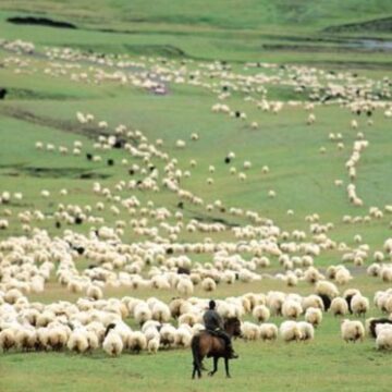 VIDEO | Compensații financaire pentru crescătorii de animale