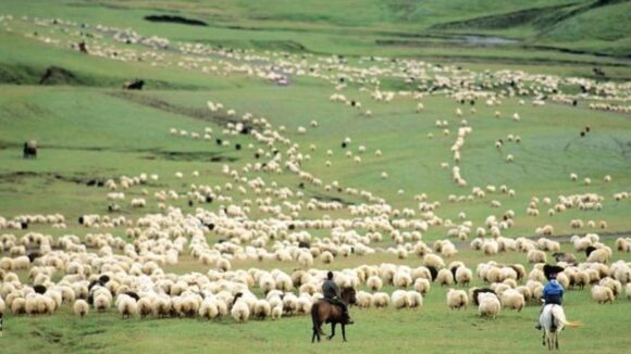 VIDEO | Compensații financaire pentru crescătorii de animale VIDEO | Compensații financaire pentru crescătorii de animale