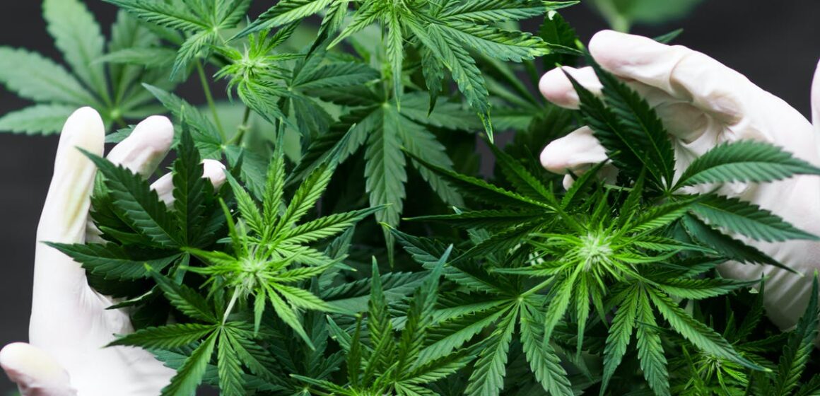VIDEO | Maramureșean arestat pentru cultivare de cannabis VIDEO | Maramureșean arestat pentru cultivare de cannabis