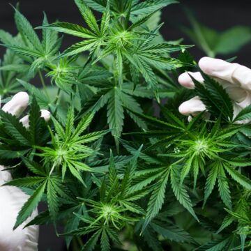 VIDEO | Maramureșean arestat pentru cultivare de cannabis