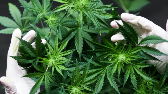 VIDEO | Maramureșean arestat pentru cultivare de cannabis