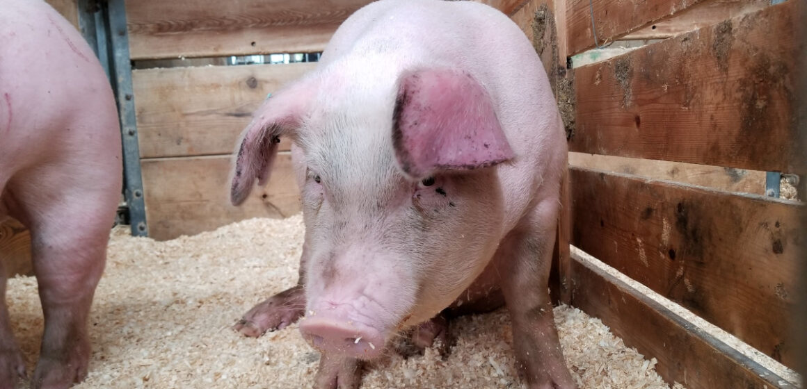 În acest moment DSVSA gestionează un număr de 17 focare active de pestă porcină la nivelul județului Maramureș În acest moment DSVSA gestionează un număr de 17 focare active de pestă porcină la nivelul județului Maramureș