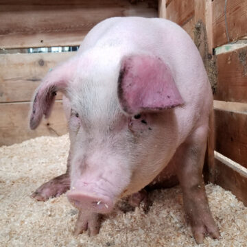 În acest moment DSVSA gestionează un număr de 17 focare active de pestă porcină la nivelul județului Maramureș În acest moment DSVSA gestionează un număr de 17 focare active de pestă porcină la nivelul județului Maramureș