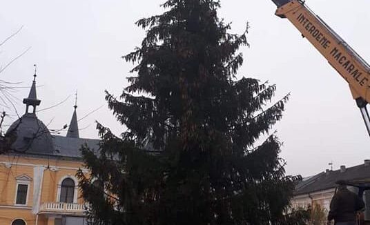 VIDEO | Un falnic brad a fost instalat azi în centrul Sighetului