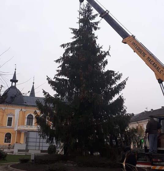 VIDEO | Un falnic brad a fost instalat azi în centrul Sighetului VIDEO | Un falnic brad a fost instalat azi în centrul Sighetului