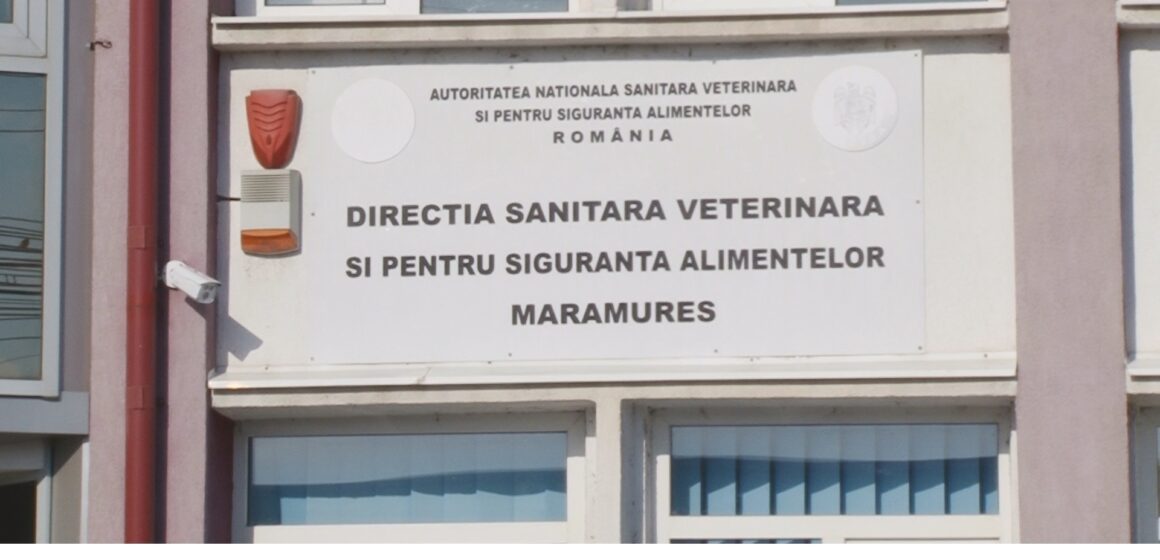 VIDEO | 24 de focare de pestă porcină africană sunt active în prezent în județul Maramureș