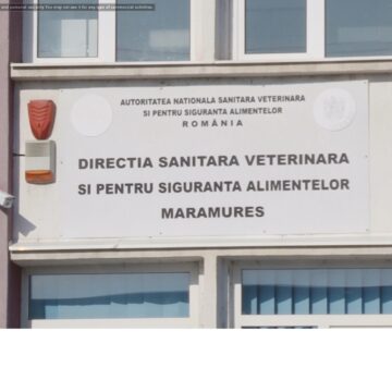 VIDEO | 24 de focare de pestă porcină africană sunt active în prezent în județul Maramureș