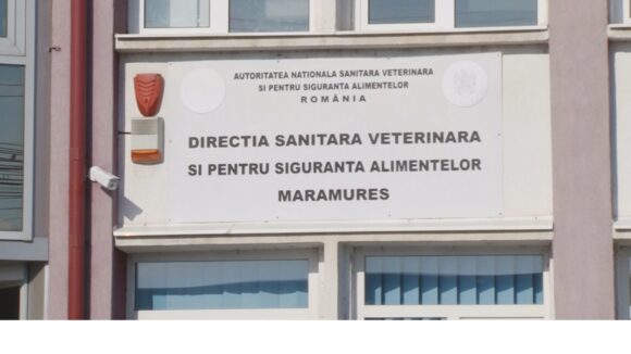 VIDEO | 24 de focare de pestă porcină africană sunt active în prezent în județul Maramureș