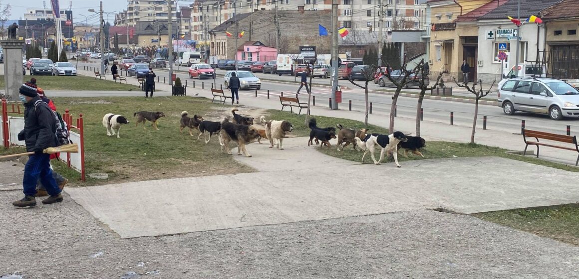 SIGHETU MARMAȚIEI: Subvenționarea sterilizării/microcipării