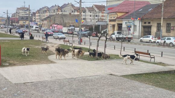 VIDEO | FOTO  DE LA CETĂȚENI | Au reapărut haitele de câini fără stăpân pe străzile din Sighetu Marmației