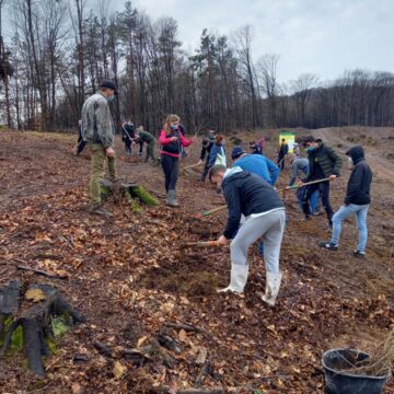 VIDEO | Jandarmii maramureșeni au plantat 171 de stejari