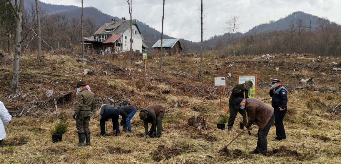 VIDEO | Polițiștii maramureșeni au plantat 500 de puieți din speciile molid și paltin într-o zonă din Pasul Gutâi