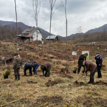 VIDEO | Polițiștii maramureșeni au plantat 500 de puieți din speciile molid și paltin într-o zonă din Pasul Gutâi