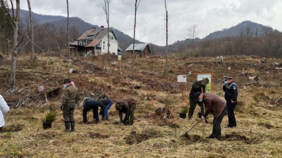 VIDEO | Polițiștii maramureșeni au plantat 500 de puieți din speciile molid și paltin într-o zonă din Pasul Gutâi