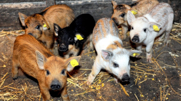 VIDEO | A fost aprobat ajutorul de minimis pentru susţinerea crescătorilor de porci de reproducţie din rasele Bazna şi Mangaliţa pentru perioada 2020-2022 VIDEO | A fost aprobat ajutorul de minimis pentru susţinerea crescătorilor de porci de reproducţie din rasele Bazna şi Mangaliţa pentru perioada 2020-2022
