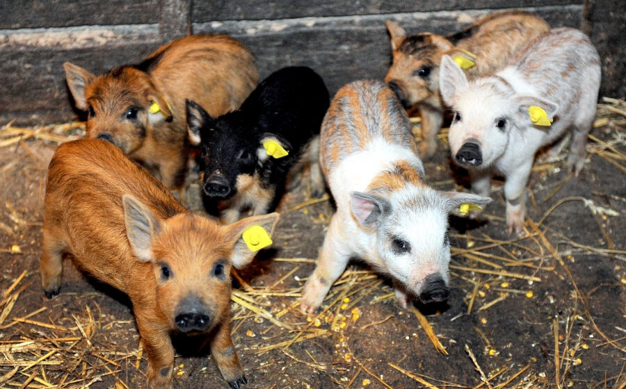 VIDEO | A fost aprobat ajutorul de minimis pentru susţinerea crescătorilor de porci de reproducţie din rasele Bazna şi Mangaliţa pentru perioada 2020-2022