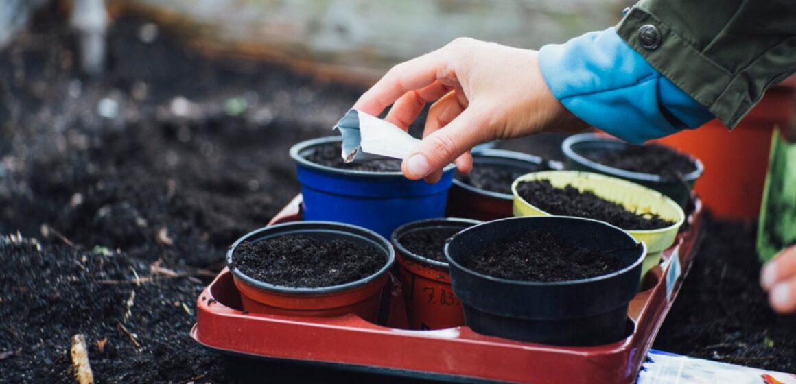 Transportul semințelor de legume și flori sau cum este influențată sănătatea plantelor tale de serviciile de transport Transportul semințelor de legume și flori sau cum este influențată sănătatea plantelor tale de serviciile de transport