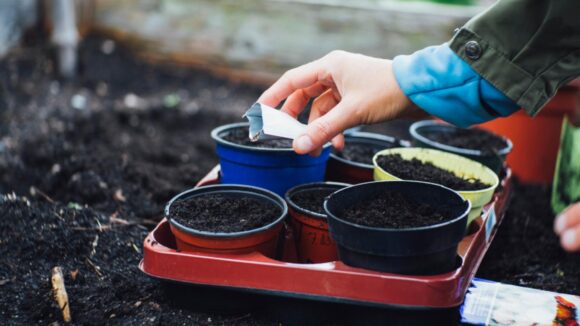 Transportul semințelor de legume și flori sau cum este influențată sănătatea plantelor tale de serviciile de transport Transportul semințelor de legume și flori sau cum este influențată sănătatea plantelor tale de serviciile de transport