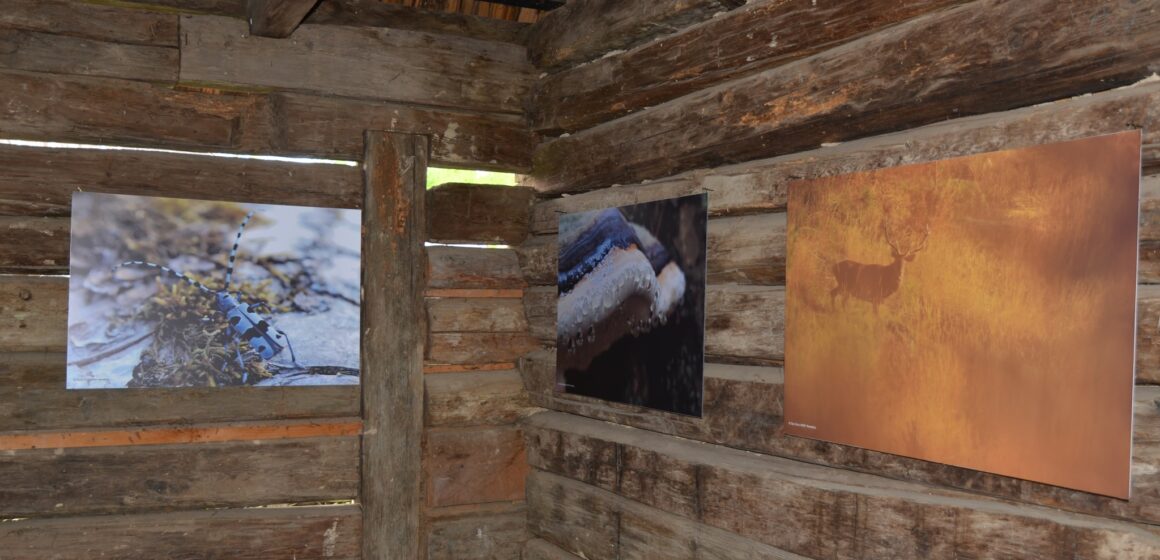 Expoziție de fotografie ”Pădurile seculare de la Strâmbu Băiuț”- la Muzeul Satului din Sighet