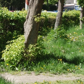 VIDEO | (FOTO) Sighetu Marmației, deficitar la îngrijirea spațiilor verzi