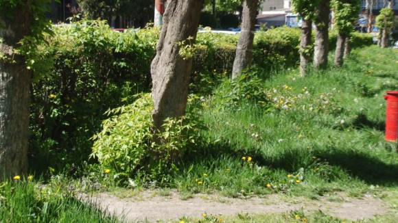 VIDEO | (FOTO) Sighetu Marmației, deficitar la îngrijirea spațiilor verzi VIDEO | (FOTO) Sighetu Marmației, deficitar la îngrijirea spațiilor verzi