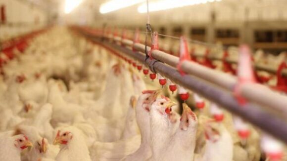 VIDEO | Măsuri dispuse pentru a preveni răspândirea gripei aviare VIDEO | Măsuri dispuse pentru a preveni răspândirea gripei aviare