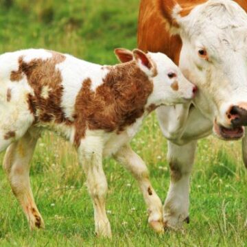 VIDEO | Comisia Europeană a aprobat un ajutor pentru crescătorii de bovine din România VIDEO | Comisia Europeană a aprobat un ajutor pentru crescătorii de bovine din România