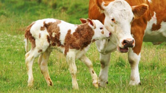 VIDEO | Comisia Europeană a aprobat un ajutor pentru crescătorii de bovine din România