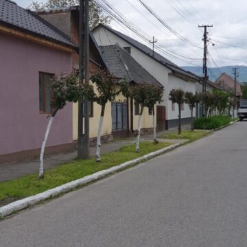 VIDEO | PRIMĂRIA SIGHET: Informare cu privire la obligațiile ce revin cetățenilor pentru întreținerea spațiilor verzi și a protecției mediului