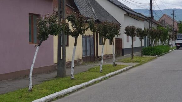 VIDEO | PRIMĂRIA SIGHET: Informare cu privire la obligațiile ce revin cetățenilor pentru întreținerea spațiilor verzi și a protecției mediului