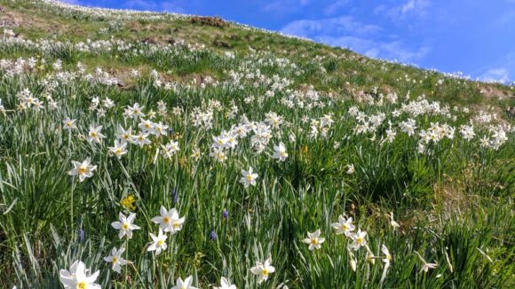 VIDEO | Au înflorit narcisele din Parcul Naţional Munţii Rodnei VIDEO | Au înflorit narcisele din Parcul Naţional Munţii Rodnei