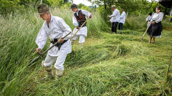 VIDEO | Clacă la coasă la Muzeul Satului din Baia Mare VIDEO | Clacă la coasă la Muzeul Satului din Baia Mare