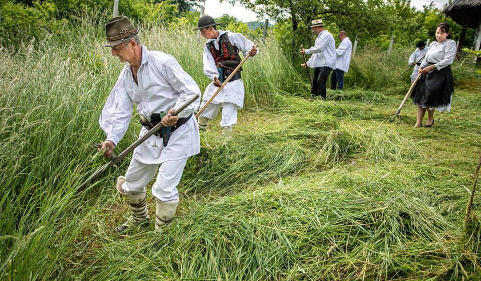 VIDEO | Clacă la coasă la Muzeul Satului din Baia Mare VIDEO | Clacă la coasă la Muzeul Satului din Baia Mare