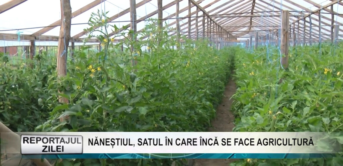 REPORTAJUL ZILEI | Năneștiul, satul în care încă se face agricultură