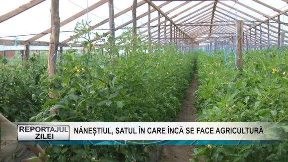 REPORTAJUL ZILEI | Năneștiul, satul în care încă se face agricultură