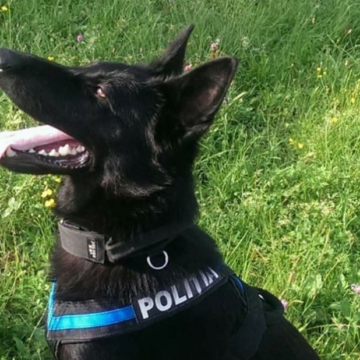 Câinele polițist Teba a mai dat de urma unui hoț