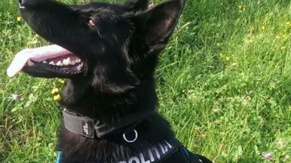 Câinele polițist Teba a mai dat de urma unui hoț