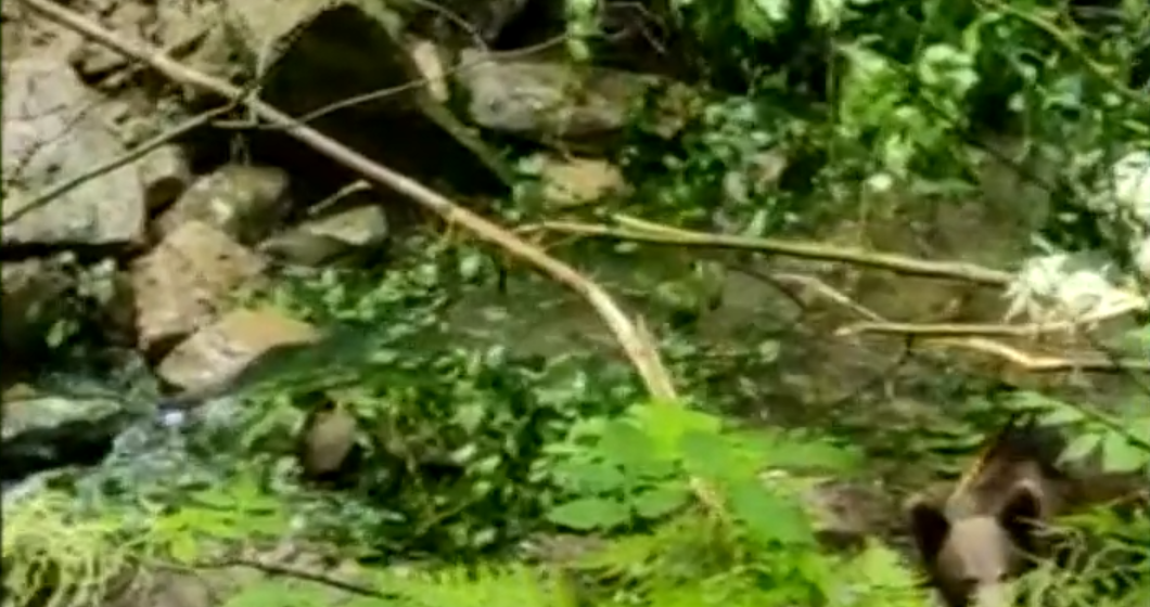 VIDEO | Un urs de patru ani blocat într-o capcană, a fost salvat de polițiștii maramureșeni la Repedea