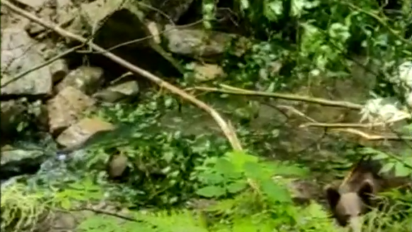 VIDEO | Un urs de patru ani blocat într-o capcană, a fost salvat de polițiștii maramureșeni la Repedea