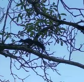 Video | Veveriță în căutarea unui loc cât mai bun la Muzeul Satului