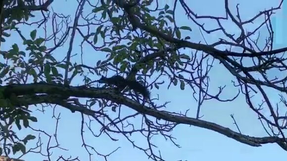 Video | Veveriță în căutarea unui loc cât mai bun la Muzeul Satului Video | Veveriță în căutarea unui loc cât mai bun la Muzeul Satului