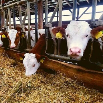 Audio | Maramureș este al doilea județ din țară privind numărul de cereri depuse pe capete de bovine la APIA