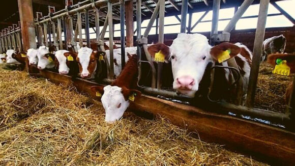 Audio | Maramureș este al doilea județ din țară privind numărul de cereri depuse pe capete de bovine la APIA Audio | Maramureș este al doilea județ din țară privind numărul de cereri depuse pe capete de bovine la APIA